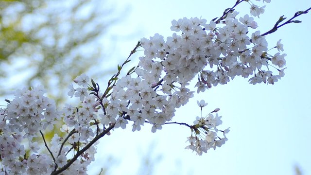 Japanischer Kirschbaum