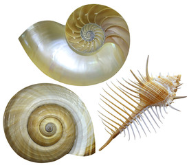 shell of a snail