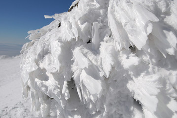 Śnieżne płomienie © Dejan Gospodarek