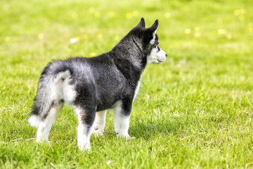 little wolf looks into the distance. Rear view