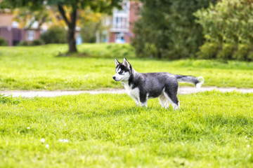 The husky puppy on the road