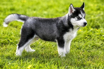 Naklejka na ściany i meble Puppy husky stands on the grass