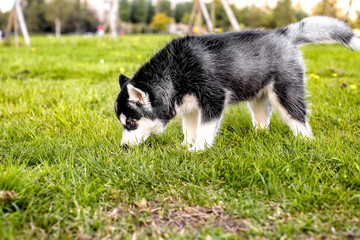 Obraz na płótnie Canvas The husky puppy sniffing the grass. side view