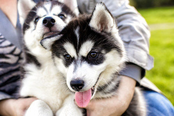 The husky puppy closeup