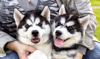 adorable husky Puppy in the hands of the owner