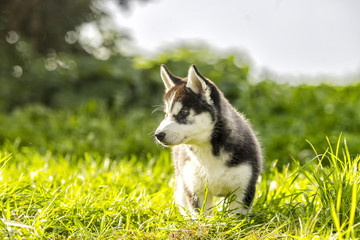 husky puppy looking around