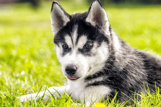 husky puppy is asleep on the grass