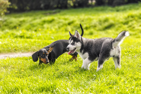 the husky puppy playing with a small fee on the grass