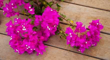 Pink bougainvillea flowers on a wooden background