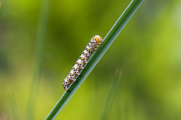 Caterpillar crawling on green twig