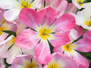 pink show tulip