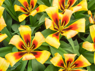 red and yellow show tulips