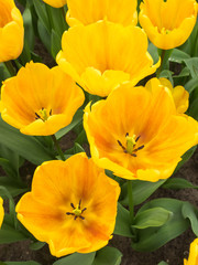 Obraz na płótnie Canvas yellow show tulips