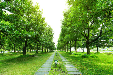 Fototapeta na wymiar footpath and trees in park