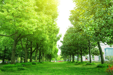 sentier et arbres dans le parc