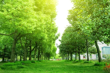 Papier Peint photo Lavable Arbres sentier et arbres dans le parc
