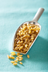 raw bulgur in a scoop