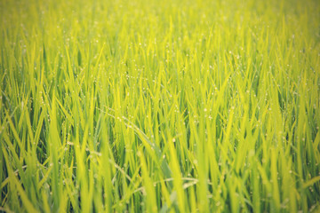 close up of morning dew on rice field - Vintage effect style pic