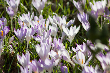 Krokusse im Frühling
