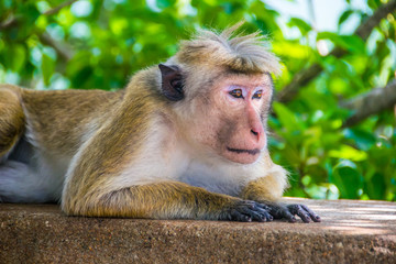 monkey is lying outdoor in Sigiriya, Sri Lanka, horizontal