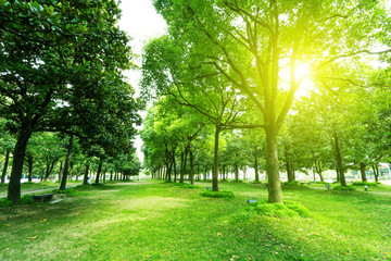 Fototapeta footpath and trees in park obraz