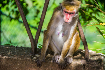she-monkey sitting outdoor in Sigiriya, Sri Lanka