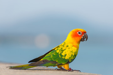 Beautiful colorful parrot, Sun Conure