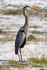 The Great Blue Heron