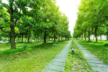 footpath and trees in park