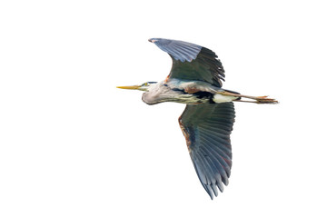Great Blue Heron in Flight