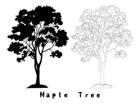 Maple Tree Silhouette, Contours and Inscriptions