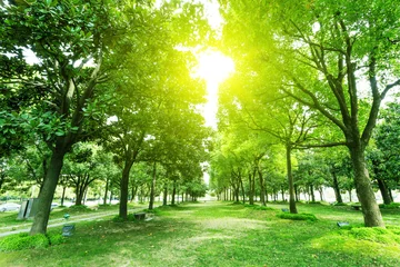 Fotobehang Bomen voetpad en bomen in park