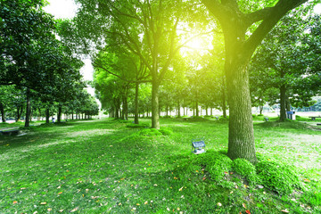 footpath and trees in park