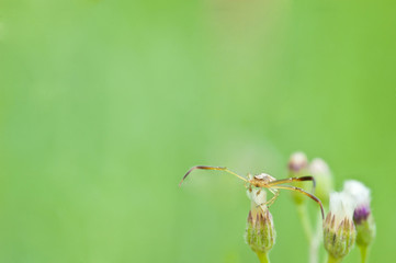 spider on flower