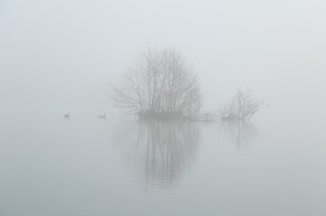 Fototapeta na wymiar Small island and geese in a lake on a foggy, spring day.