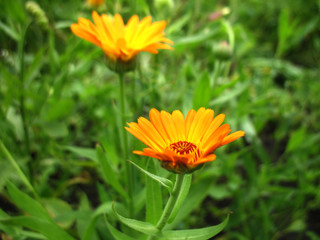 calendula