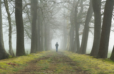 Man walking in a lane on a foggy, spring morning.