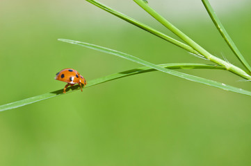 Fototapeta na wymiar ladybird on green leaf