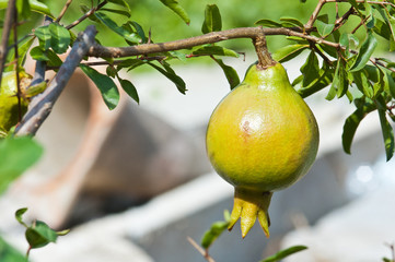 pomegranate on tree