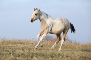 Fototapeta na wymiar Paint horse foal running in freedom alone