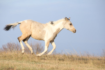 Obraz na płótnie Canvas Paint horse foal running in freedom alone