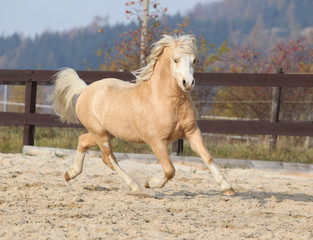 Gorgeous welsh mountain pony running in autumn
