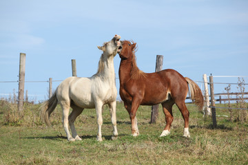 Two young stallions playing together