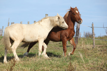 Fototapeta premium Two young stallions playing together