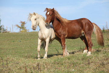 Naklejka na ściany i meble Two young stallions playing together