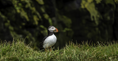 Atlantic Puffin