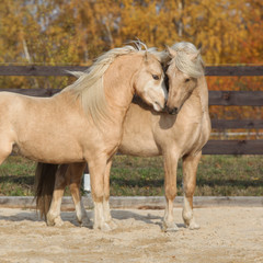 Obraz na płótnie Canvas Two gorgeous welsh pony stallions playing together