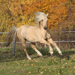 Gorgeous welsh pony of cob type running in autumn