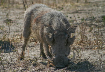 Warthog eating
