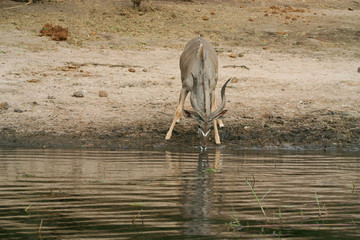 kudu at the river